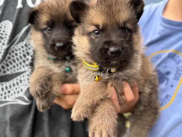 German Shepherd Dog Puppies media 3