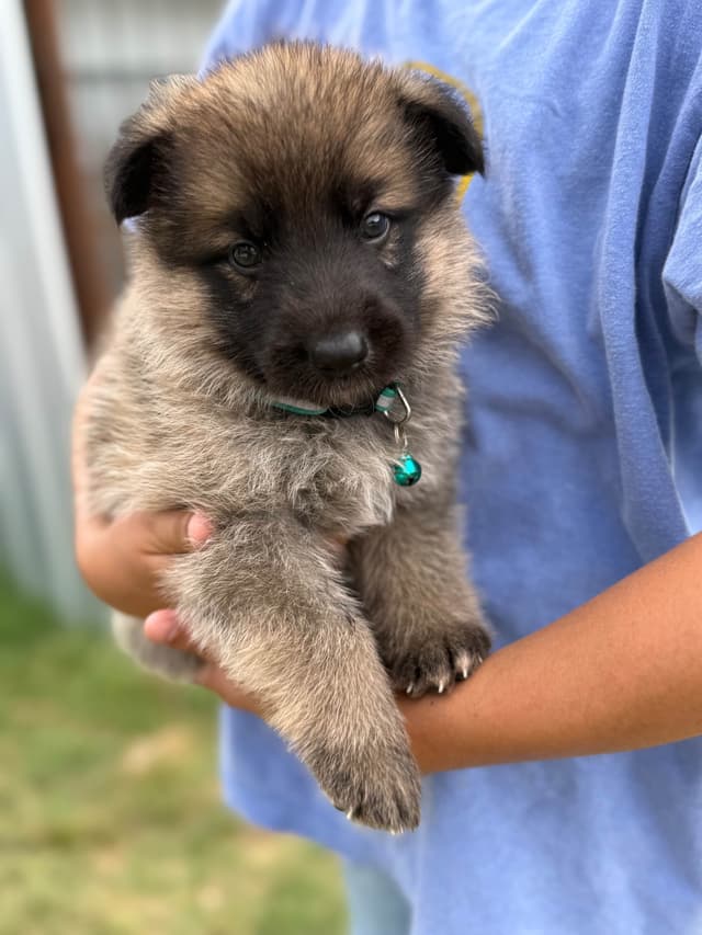 German Shepherd Dog Puppies media 4
