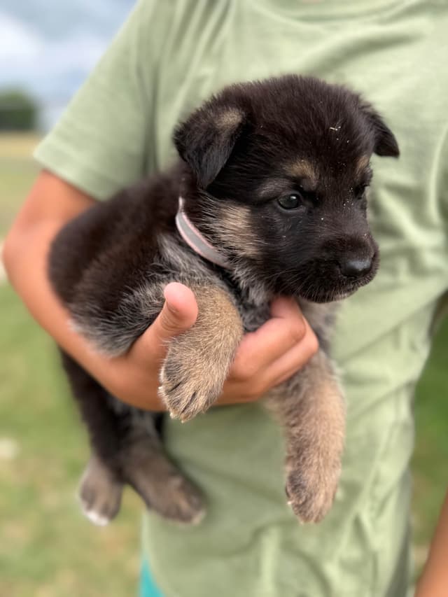 German Shepherd Dog Puppies media 5