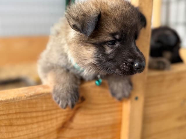 German Shepherd Dog Puppies media 6