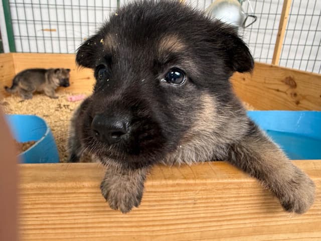 German Shepherd Dog Puppies media 7
