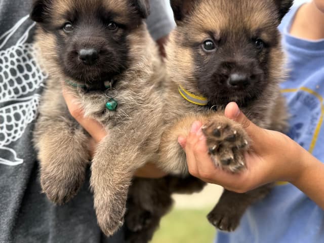 German Shepherd Puppies media 3