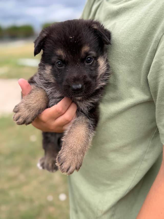 German Shepherd Puppies media 4