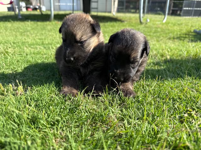 German Shepherd Dog Puppies media 2