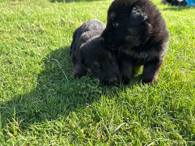 German Shepherd Dog Puppies media 4