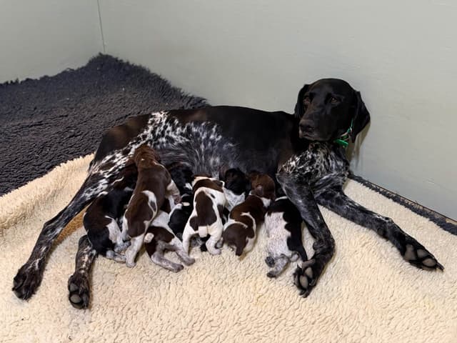 German Shorthaired Pointer Puppies media 2