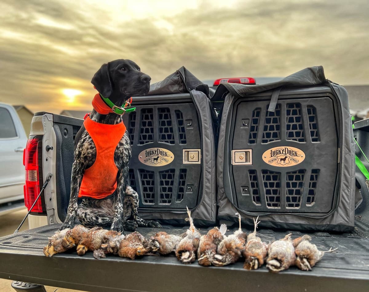 German Shorthaired Pointer Puppies breeder image 3