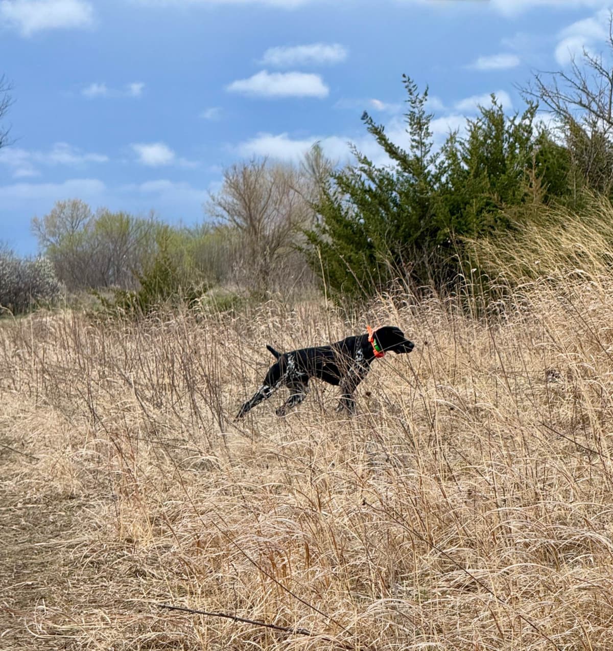 German Shorthaired Pointer Puppies breeder image 2