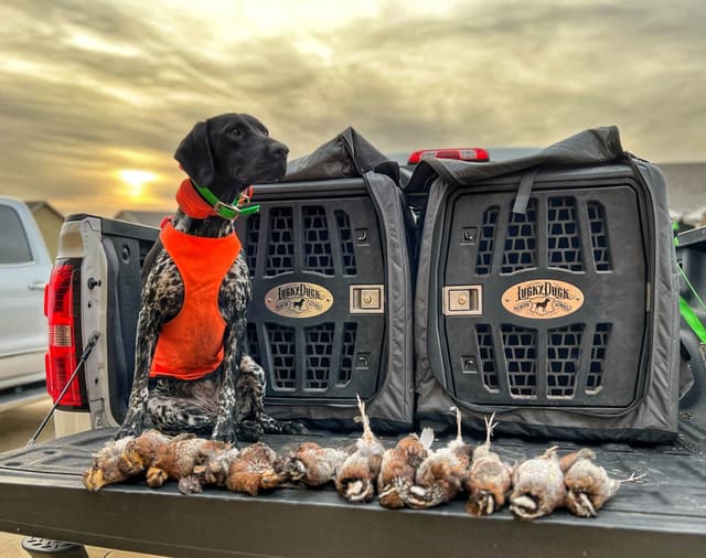 German Shorthaired Pointer Puppies media 3