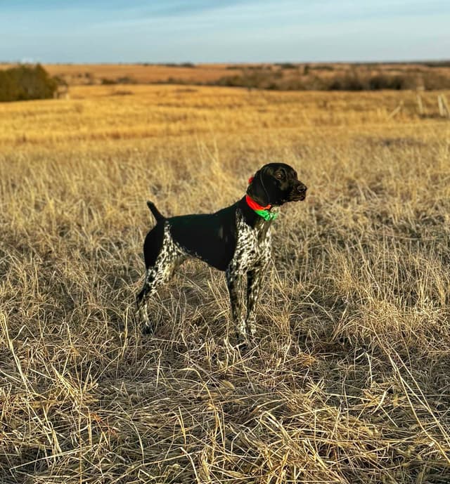 German Shorthaired Pointer Puppies media 4