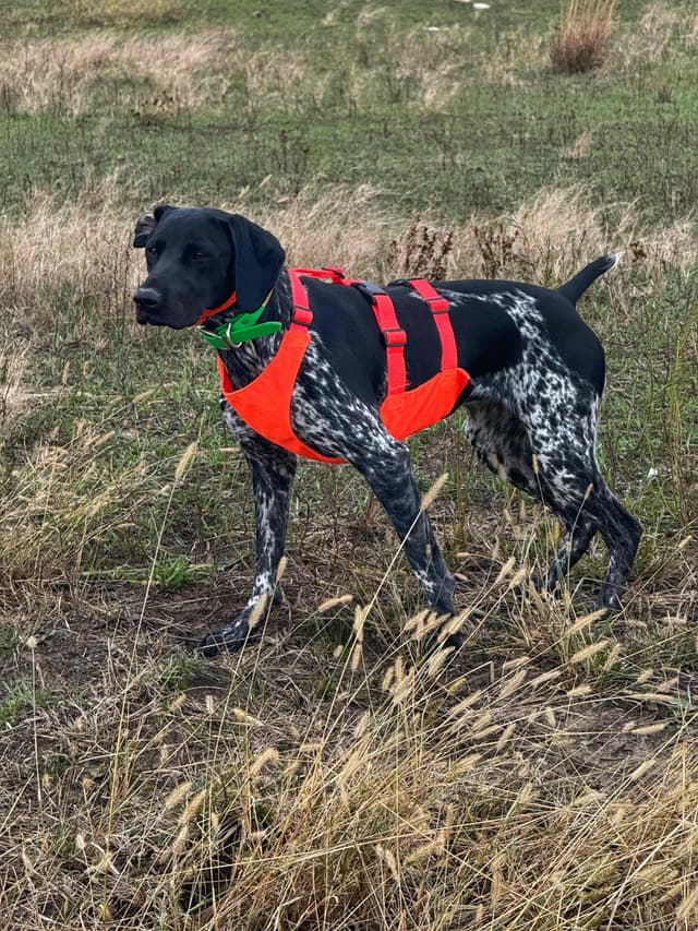 German Shorthaired Pointer Puppies media 5