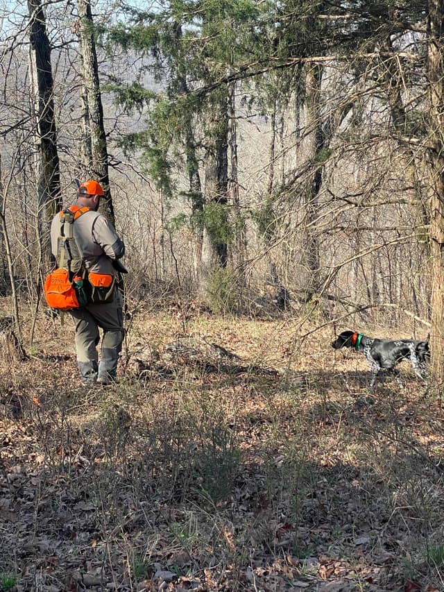 German Shorthaired Pointer Puppies media 6