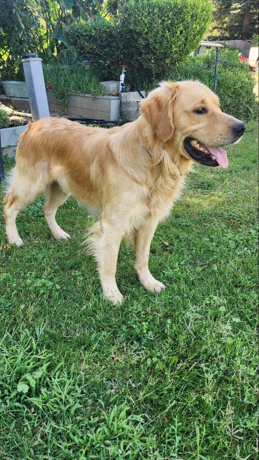 NorCal Goldens - Adorable Golden Retriever Puppies breeder image 2