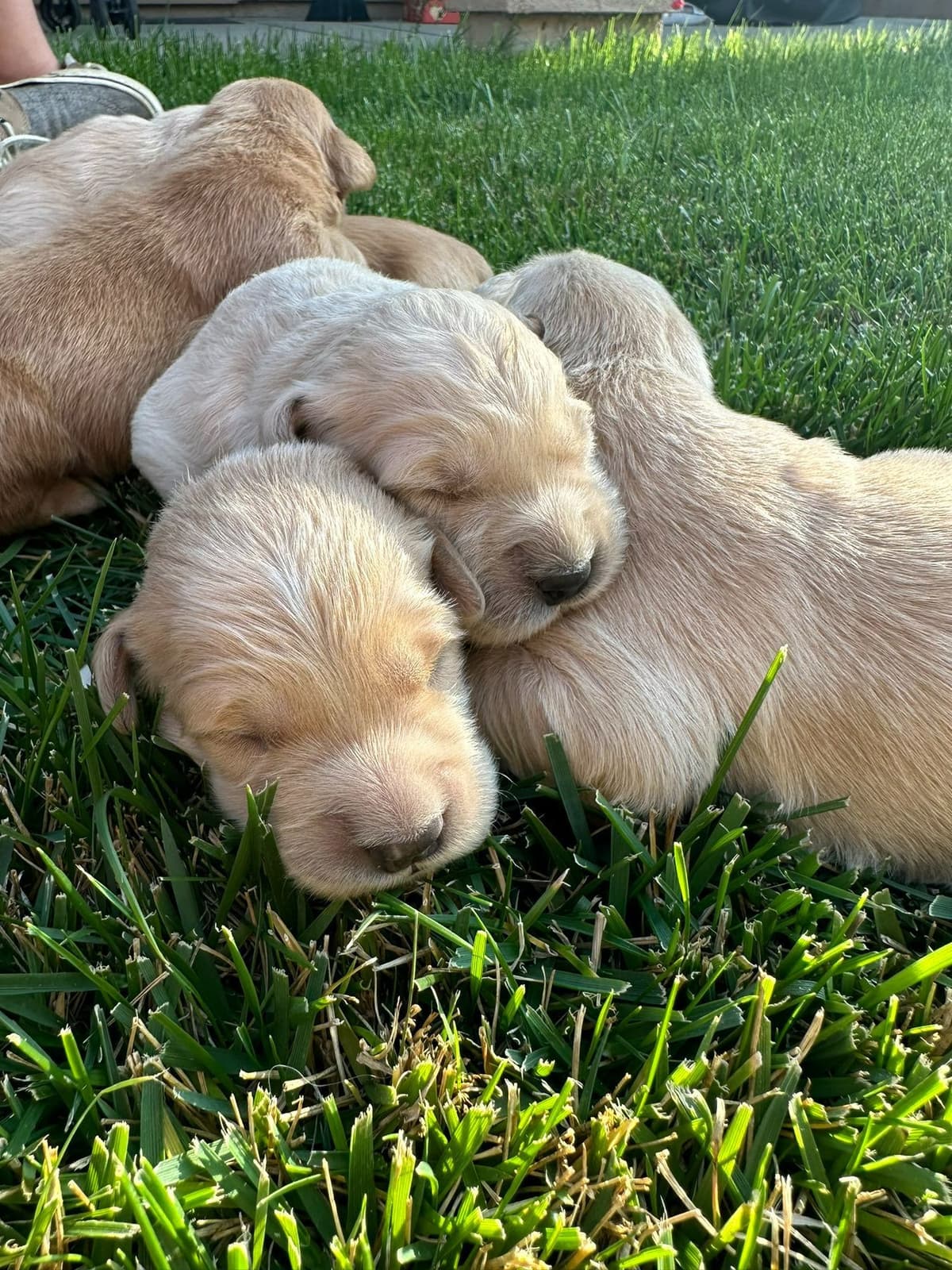 NorCal Goldens - Adorable Golden Retriever Puppies breeder image 4