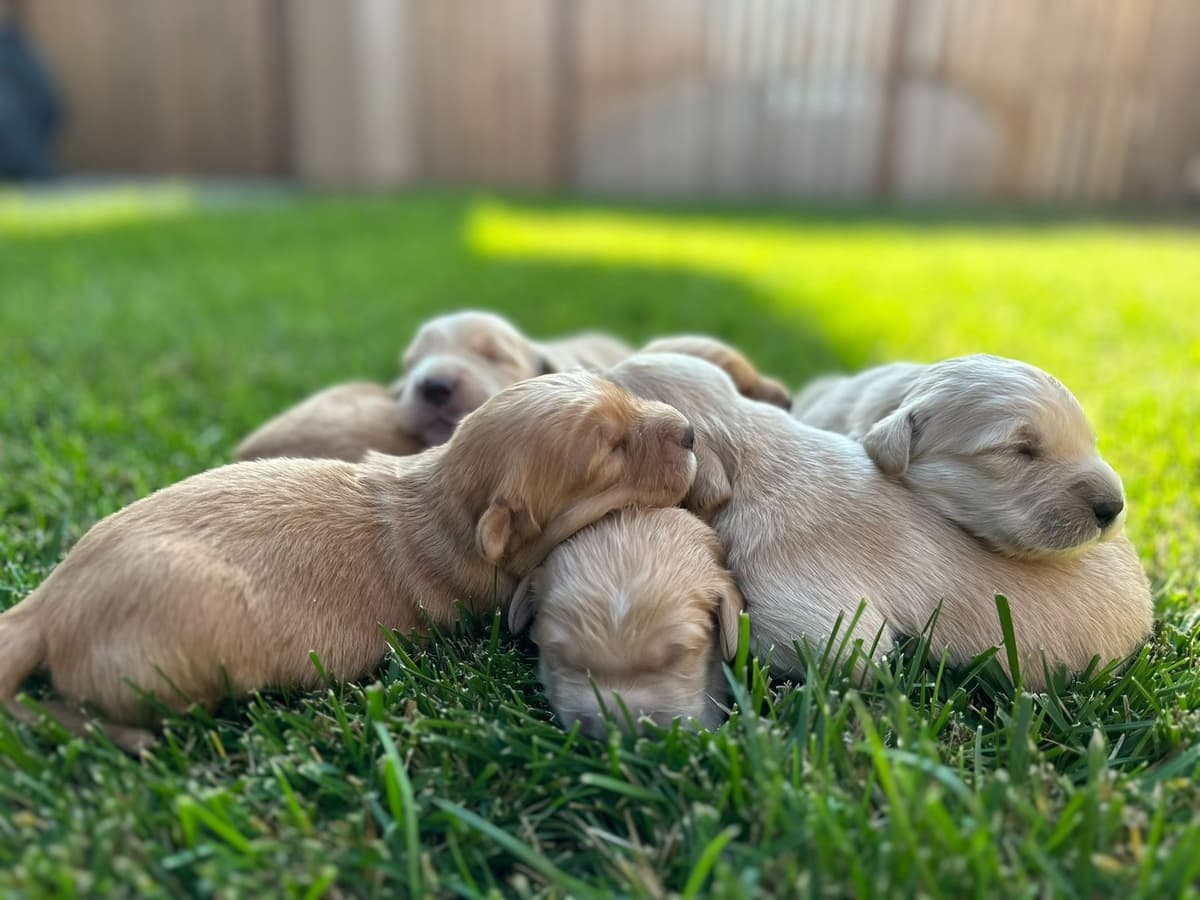 NorCal Goldens - Adorable Golden Retriever Puppies breeder image 5