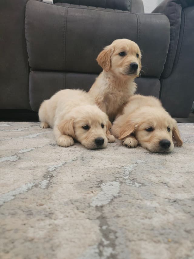 NorCal Goldens - Adorable Golden Retriever Puppies media 2