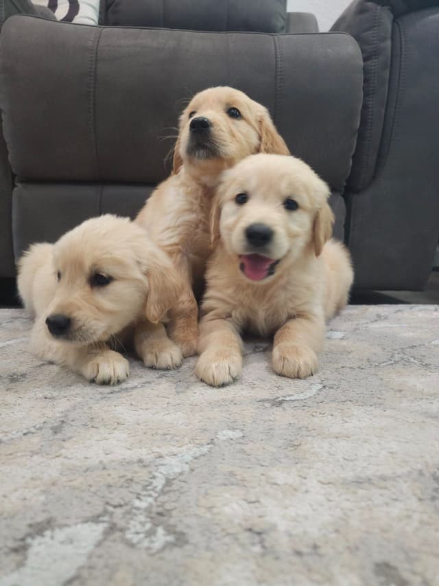NorCal Goldens - Adorable Golden Retriever Puppies media 10
