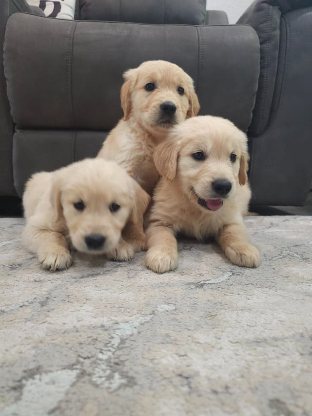 NorCal Goldens - Adorable Golden Retriever Puppies media 5