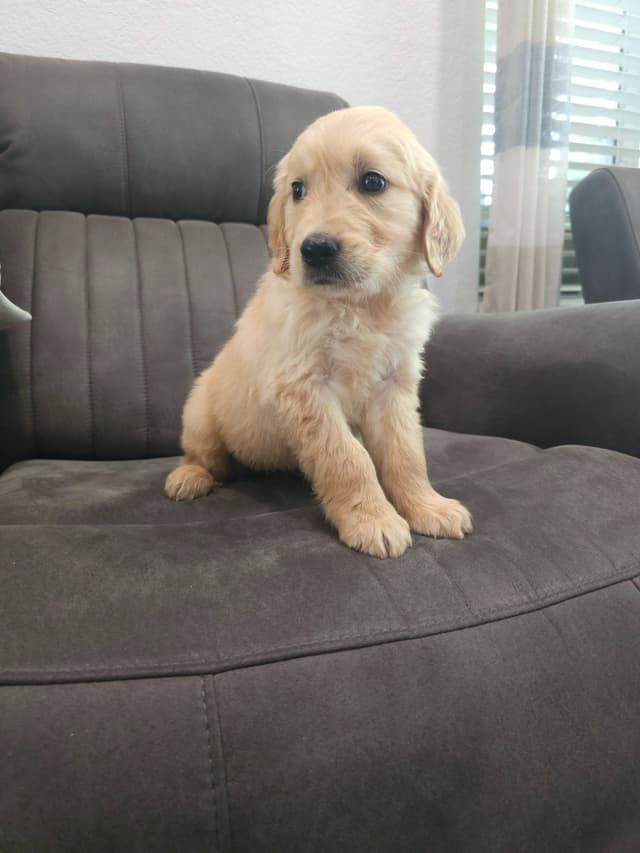 NorCal Goldens - Adorable Golden Retriever Puppies media 4