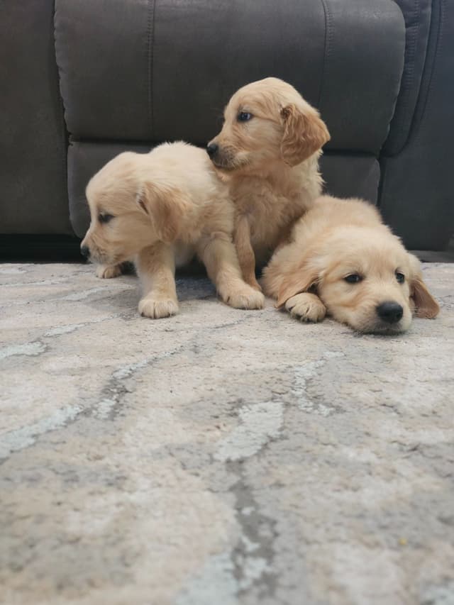 NorCal Goldens - Adorable Golden Retriever Puppies media 3