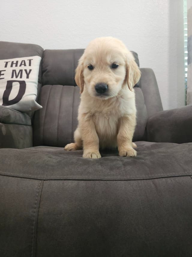 NorCal Goldens - Adorable Golden Retriever Puppies media 8