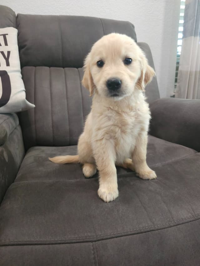 NorCal Goldens - Adorable Golden Retriever Puppies media 6