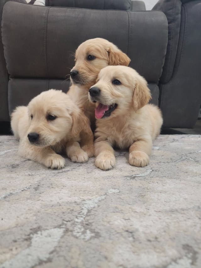 NorCal Goldens - Adorable Golden Retriever Puppies media 9