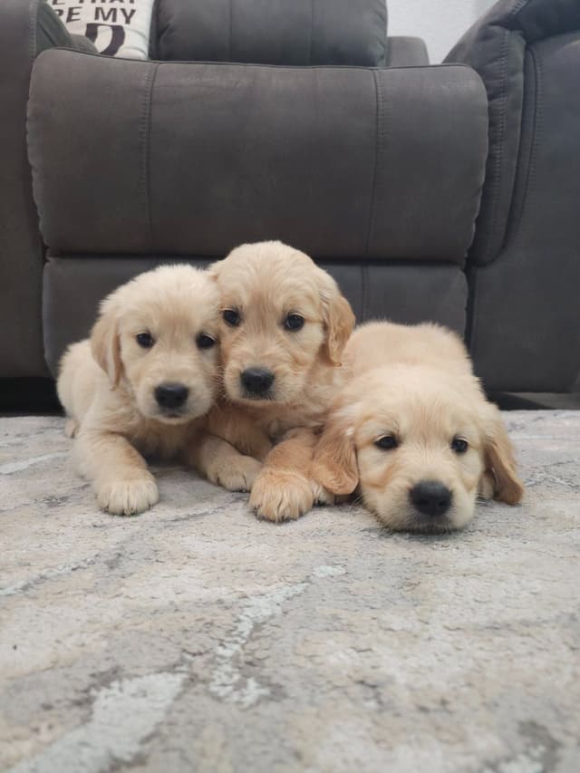 NorCal Goldens - Adorable Golden Retriever Puppies media 7