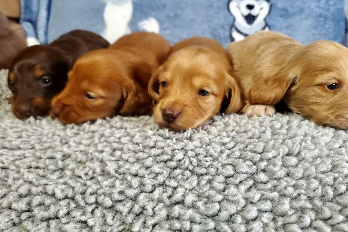 Golden Retriever Puppies breeder image 1