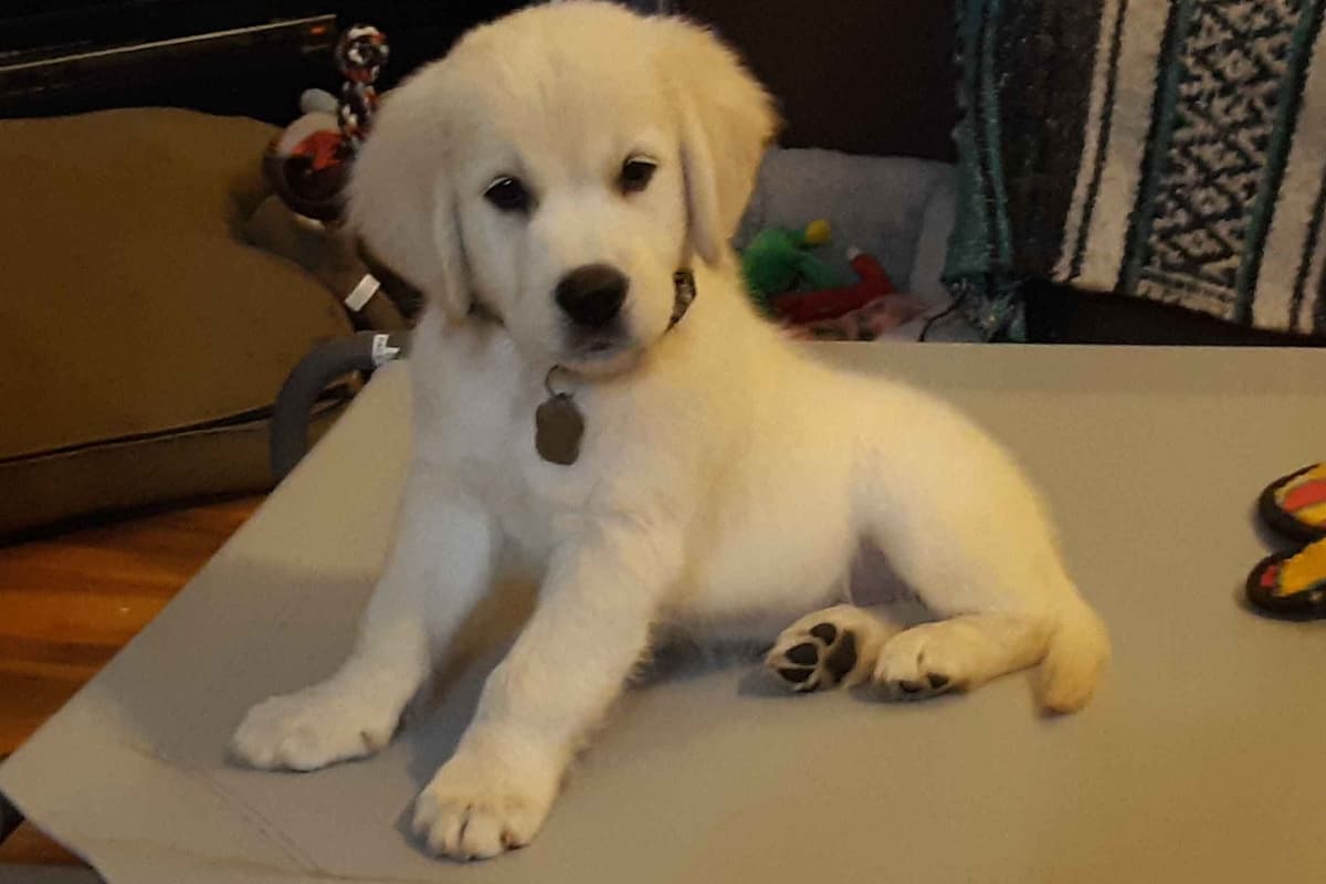 Golden Retriever Puppies breeder image 4