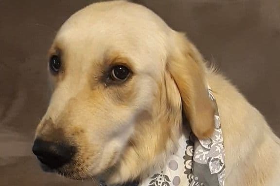 Golden Retriever Puppies breeder image 5