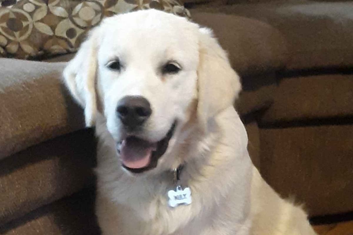 Golden Retriever Puppies breeder image 6