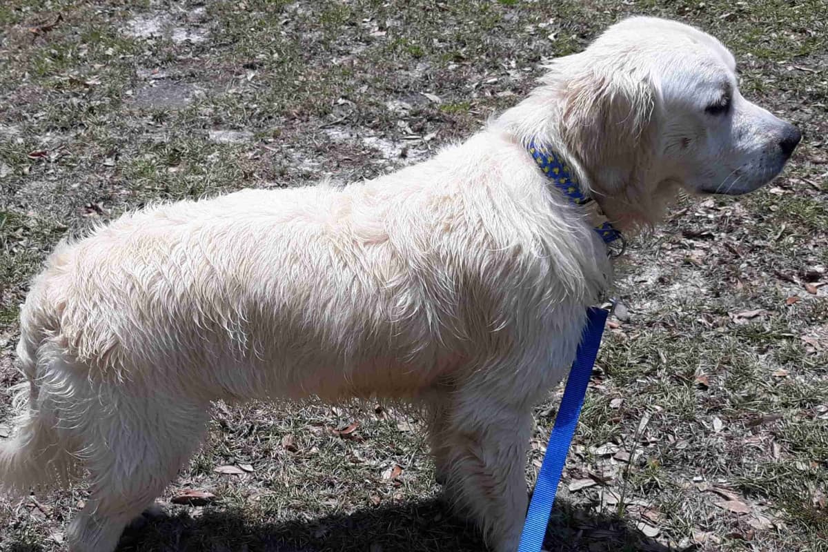 Golden Retriever Puppies breeder image 7