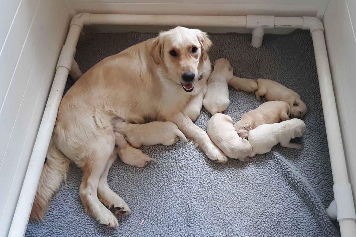 Golden Retriever Puppies breeder image 3