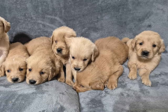 Golden Retriever Puppies media 2