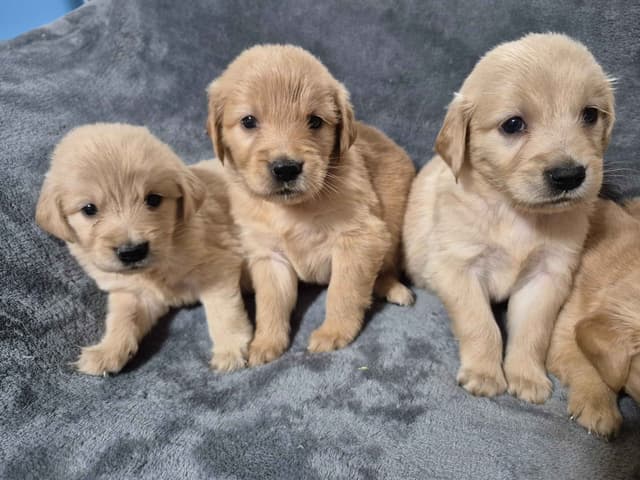Golden Retriever Puppies media 3