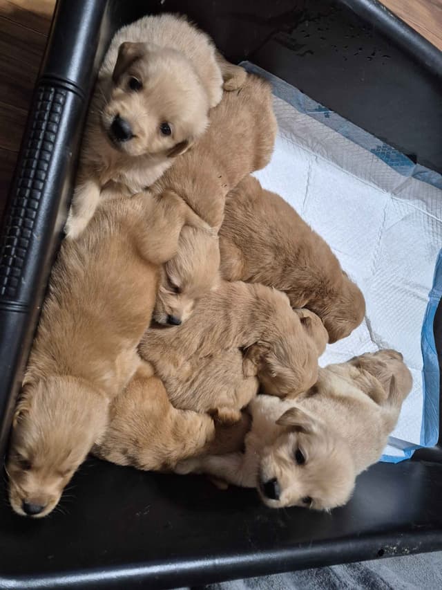 Golden Retriever Puppies media 4