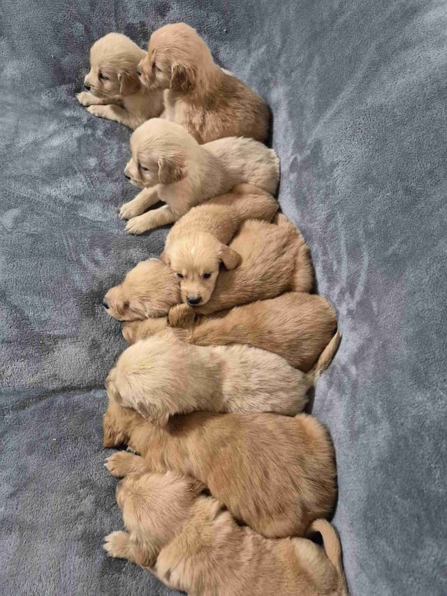 Golden Retriever Puppies media 5