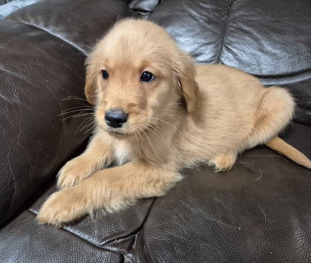 Golden Retriever Puppies media 8