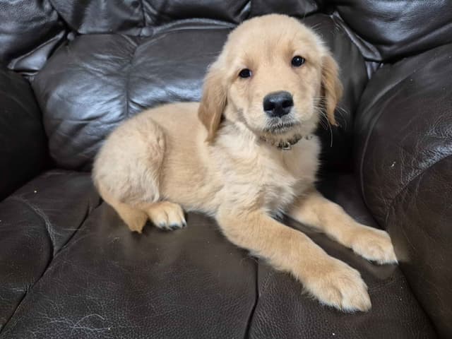Golden Retriever Puppies media 9