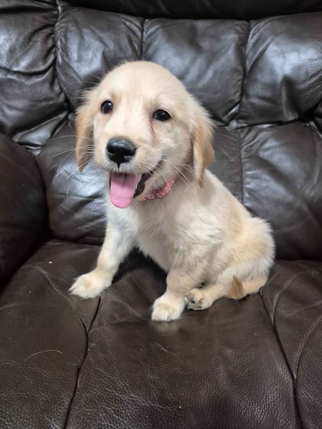Golden Retriever Puppies media 11