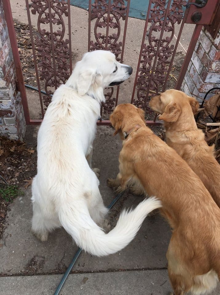 CREAM AKC Golden Retriever Puppies breeder image 7