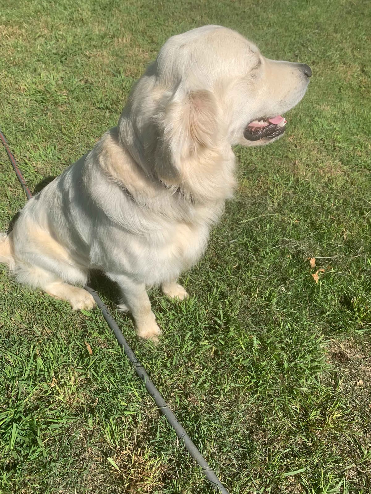 CREAM AKC Golden Retriever Puppies breeder image 5