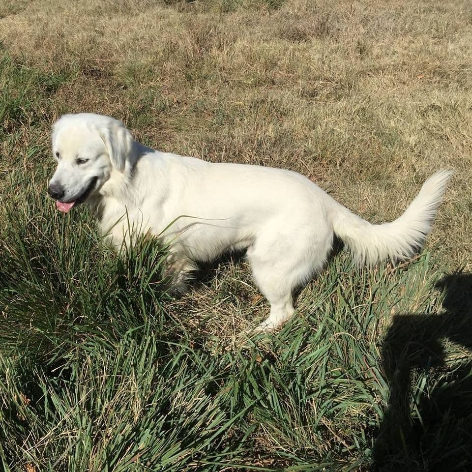 CREAM AKC Golden Retriever Puppies breeder image 9