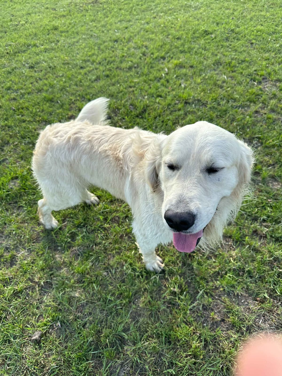 CREAM AKC Golden Retriever Puppies breeder image 16