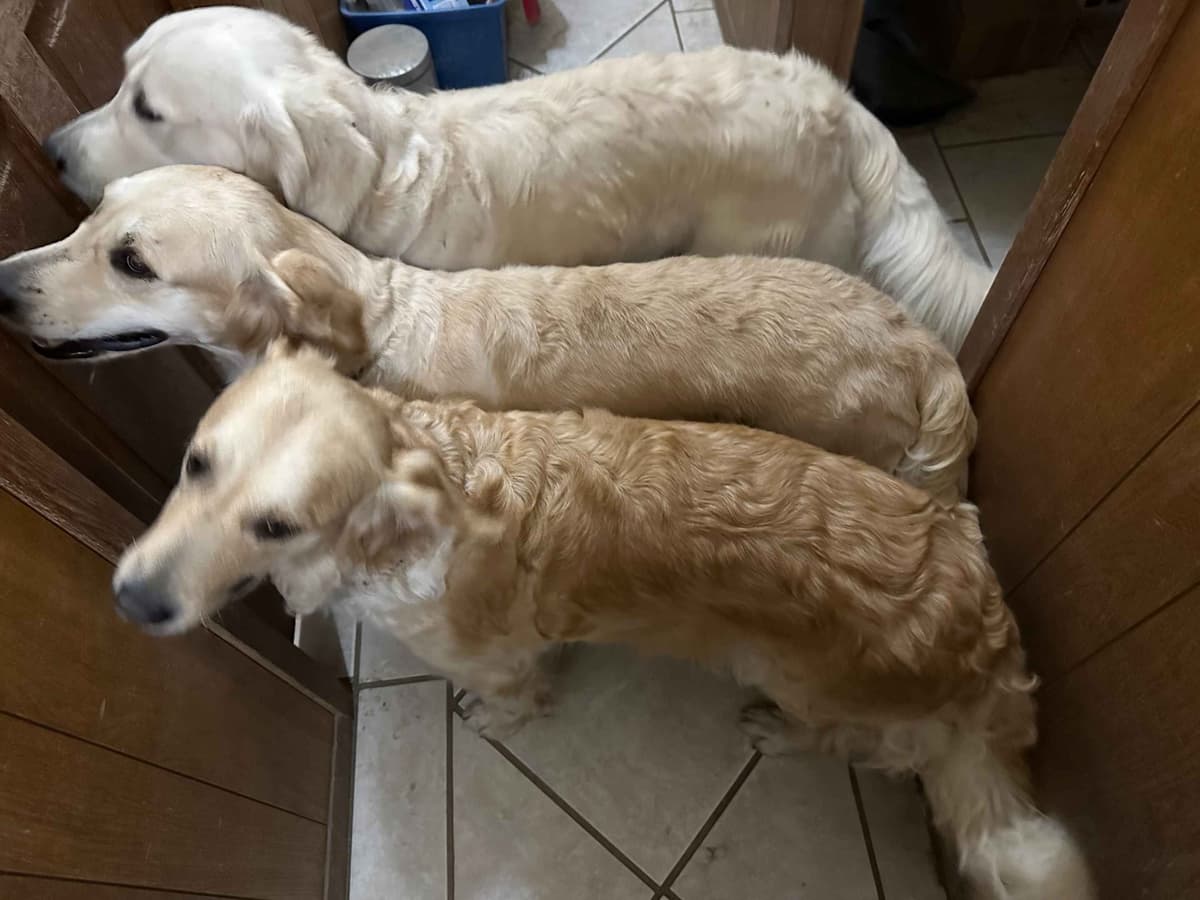 CREAM AKC Golden Retriever Puppies breeder image 6
