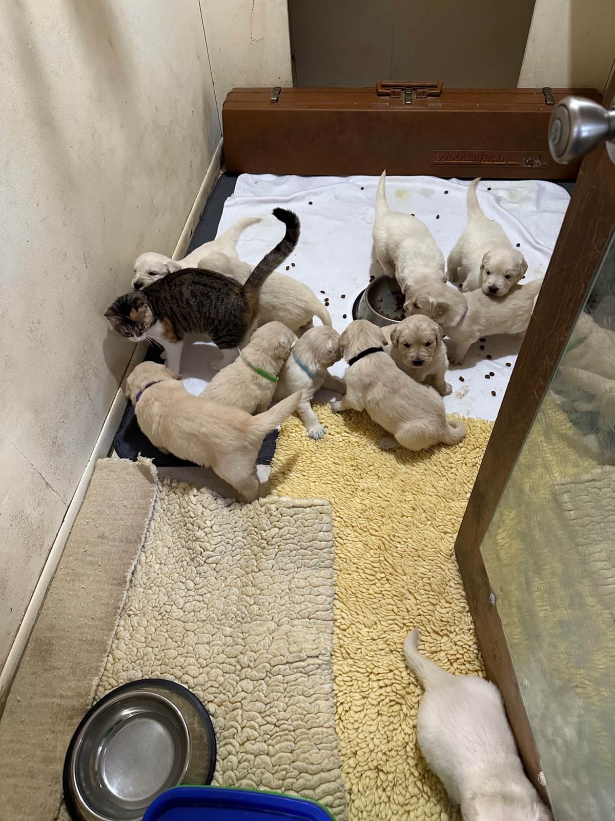 CREAM AKC Golden Retriever Puppies breeder image 14