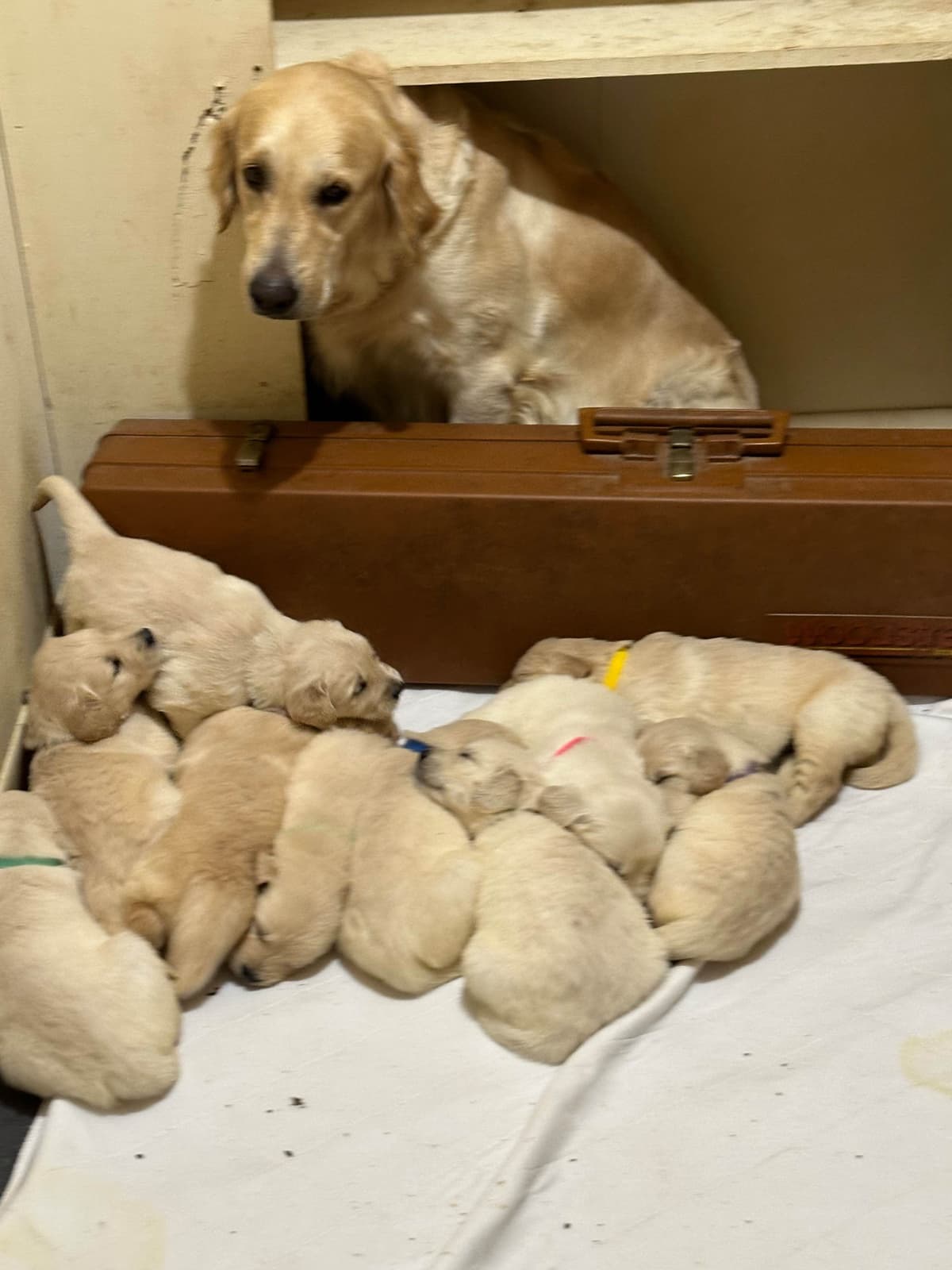 CREAM AKC Golden Retriever Puppies breeder image 15
