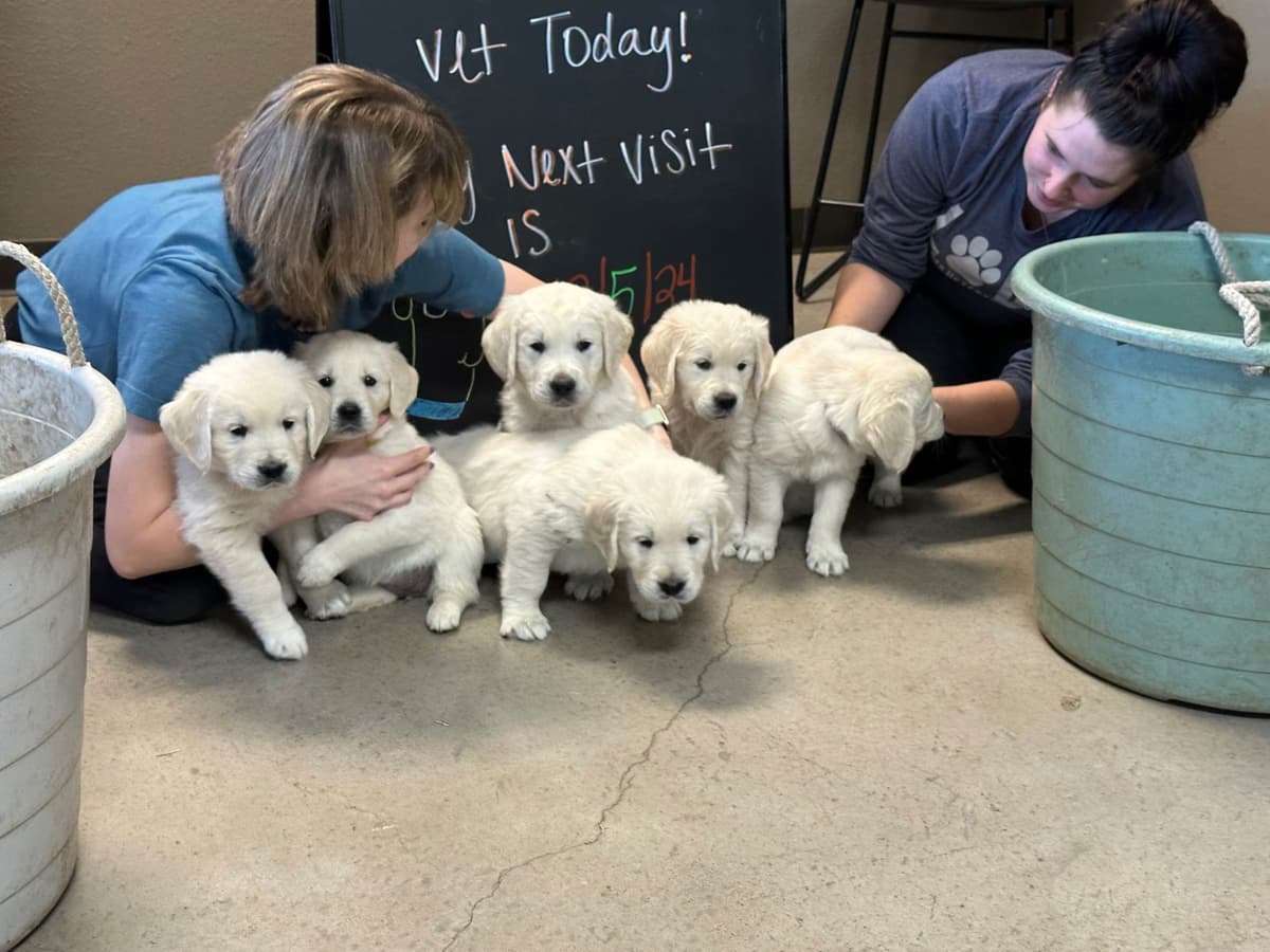 CREAM AKC Golden Retriever Puppies breeder image 17