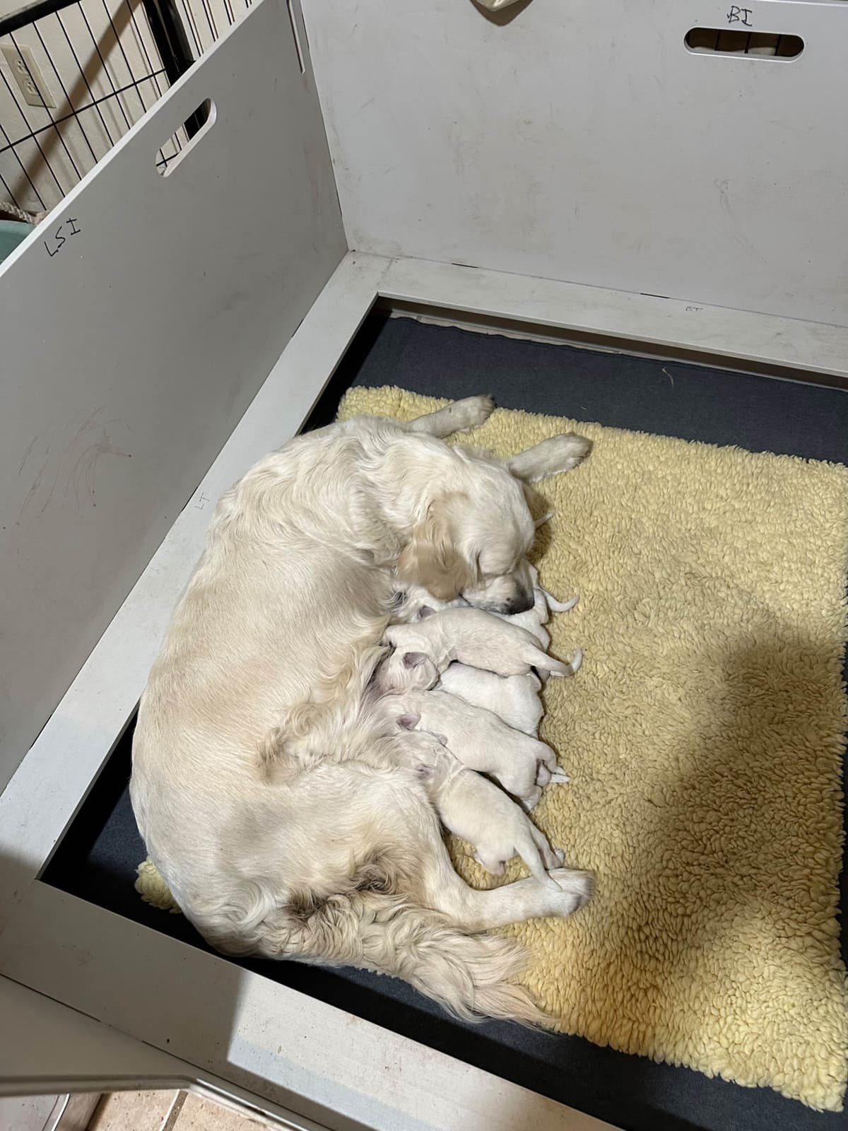 CREAM AKC Golden Retriever Puppies breeder image 18